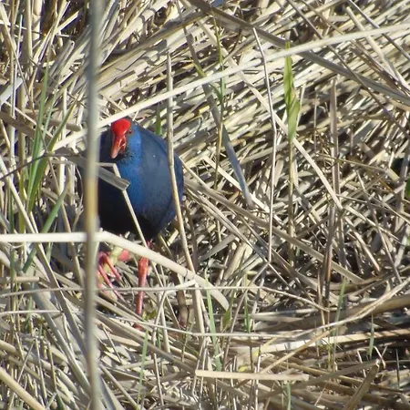 Quetzal Turisme Rural A Tortosa, Terres De L Ebre Bitem